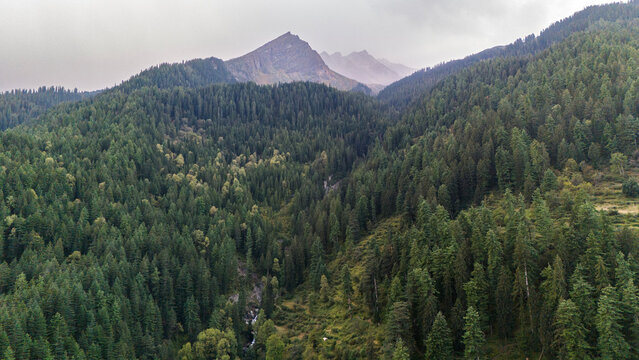 Aerial view of Fairy Forest in Pulga, Parvati Valley, Himachal Pradesh on an autumn evening, showing dense pine and deodar trees with rocky mountain peaks in the background and clouds drifting over  - Powered by Adobe