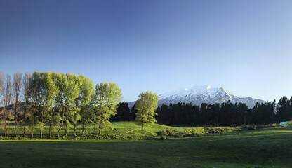View of lush green fields meeting dark trees and a snow-capped mountain under a clear blue sky, framing a serene landscape, Ohakune, Manawatu-Whanganui Region, New Zealand.