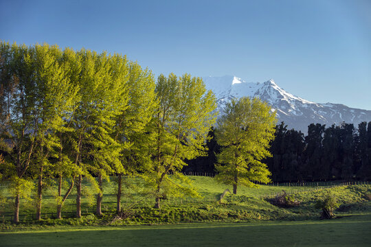 View of lush green fields meeting a tree line with a snow-capped mountain backdrop under a clear blue sky, Ohakune, Manawatu-Whanganui Region, New Zealand. - Powered by Adobe