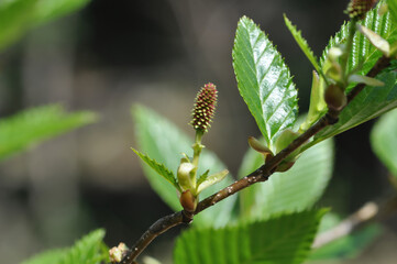 Alnus firma, a deciduous broadleaf tree of the Betulaceae family, known for nitrogen fixation and erosion control, thriving on mountain slopes and poor soils across Korea. Photographed in Korea.