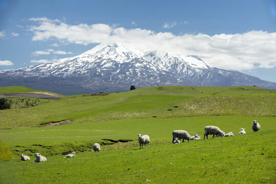 View of sheep graze on vibrant green hills contrasting with the snow-capped peak of a majestic mountain under a bright blue sky, Ohakune, Manawatu-Whanganui Region, New Zealand.