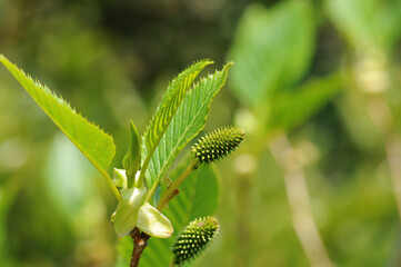 Alnus firma, a deciduous broadleaf tree of the Betulaceae family, known for nitrogen fixation and erosion control, thriving on mountain slopes and poor soils across Korea. Photographed in Korea.