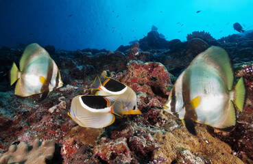 Colorful fishes above a coral reef in the clear sea.