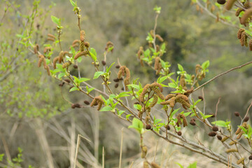 Alnus firma, a deciduous broadleaf tree of the Betulaceae family, known for nitrogen fixation and erosion control, thriving on mountain slopes and poor soils across Korea. Photographed in Korea.