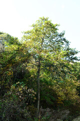 Alnus firma, a deciduous broadleaf tree of the Betulaceae family, known for nitrogen fixation and erosion control, thriving on mountain slopes and poor soils across Korea. Photographed in Korea.