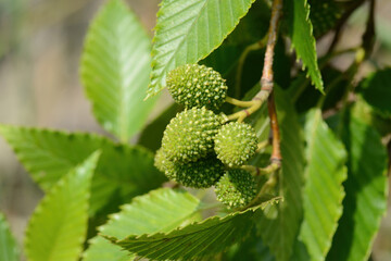 Alnus firma, a deciduous broadleaf tree of the Betulaceae family, known for nitrogen fixation and erosion control, thriving on mountain slopes and poor soils across Korea. Photographed in Korea.