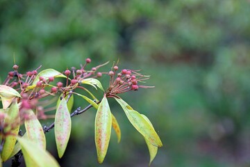 Macro image of Mountain Laurel seed heads, Derbyshire England
