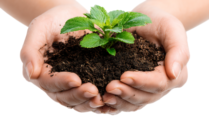 Hands holding small green plant with soil, environmental care concept, isolated on a white background
