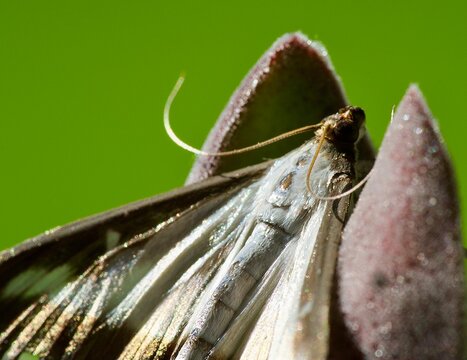 A moth on a flower leaf