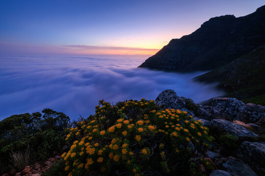 View of golden fynbos blooms in the foreground, against a backdrop of dense fog blanketing the city and a majestic mountain range, Cape Town, Western Cape, South Africa.