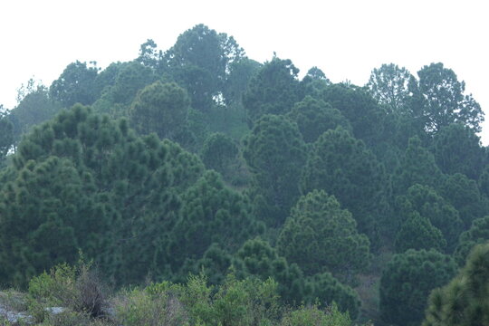 A dense, layered forest canopy of lush, dark green pine trees covering a hill or slope, set against a bright, overcast or foggy sky.