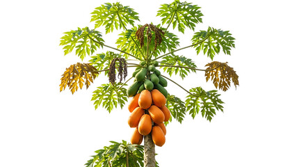 Ripe orange papayas and green unripe fruits, hang from a tropical tree with large green leaves, cutout, PNG isolated on white or transparent background