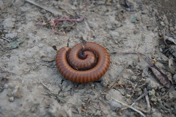 Curled Millipede on Dry Soil Surface