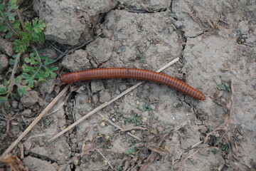 Red Millipede in Dry Soil Surface