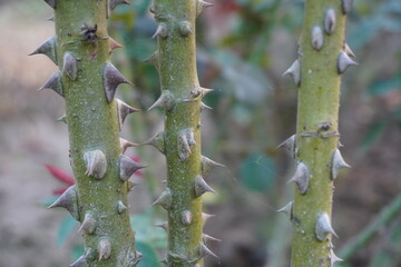 Close Up of Thorny Stems with Sharp Spines