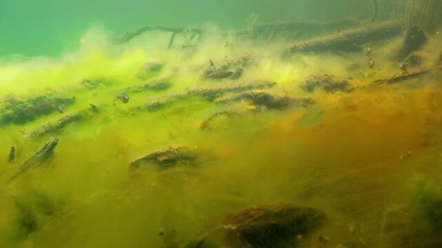 Colourful filamentous algae around ground water source in lake