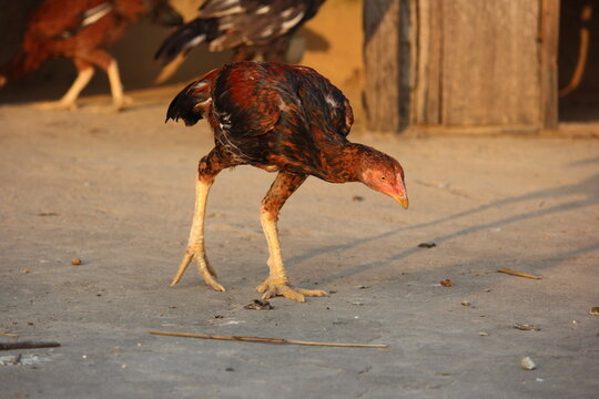 A group of Aseel (or Asil) gamefowl displaying their distinctive, muscular, and upright build in a rustic farmyard. The chickens are captured in various poses.