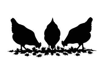 Chickens pecking at fallen leaves on transparent background