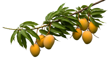 Ripe yellow mangoes, hanging from a leafy branch, cutout, PNG isolated on white or transparent background