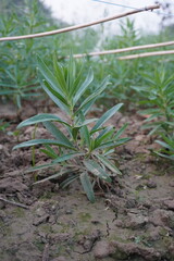 Close-up of Mexican firebrush Seedling in Farm Soil
