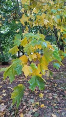 autumn leaves in water