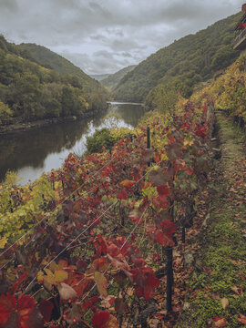 View of vibrant autumn foliage lines the riverbanks winding through the deep valley under a cloudy sky, Chantada, Lugo, Spain.