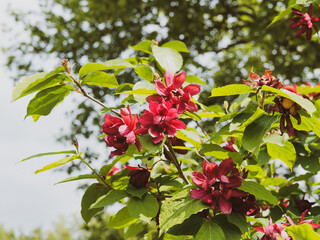 Calycanthus aphrodite (Calycanthus raulstonii). A variety of decorative bushy shrub bearing pretty purple-magenta flowers on rigid branches clothed with vibrant green ovate leaves
