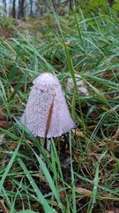 mushroom in the forest