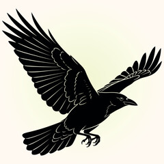 American crow illustration with detailed feathers