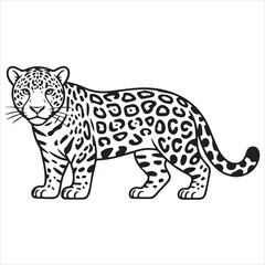 jaguar vector illustration