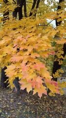 autumn leaves in the park