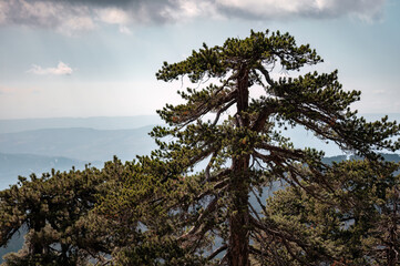 Majestic pine tree on artemis nature trail in cyprus