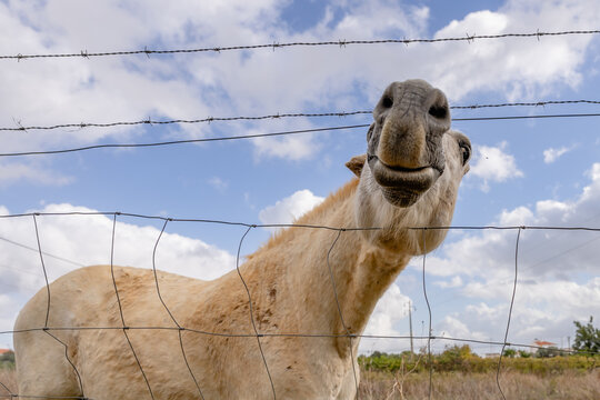Horse stretching its nose through fence