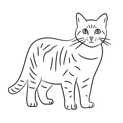 striped cat, sketch of black art brush lines
