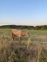 cows in the field