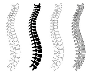Spine vertebral column anatomy skeletal system human backbone medical diagram spinal cord health and wellness