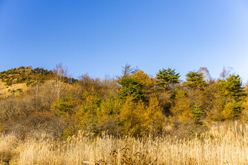 Fototapeta premium 秋の八島湿原