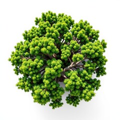 Lush Green Tree with Dense Foliage and Vibrant Leaves Viewed from Above on a White Background
