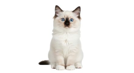 Isolated Ragdoll cat sitting posing cute animal looking at camera purebred pet feline
