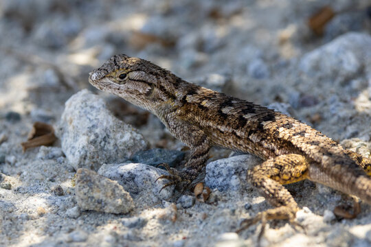 Western Fence Lizard on Rocky Ground