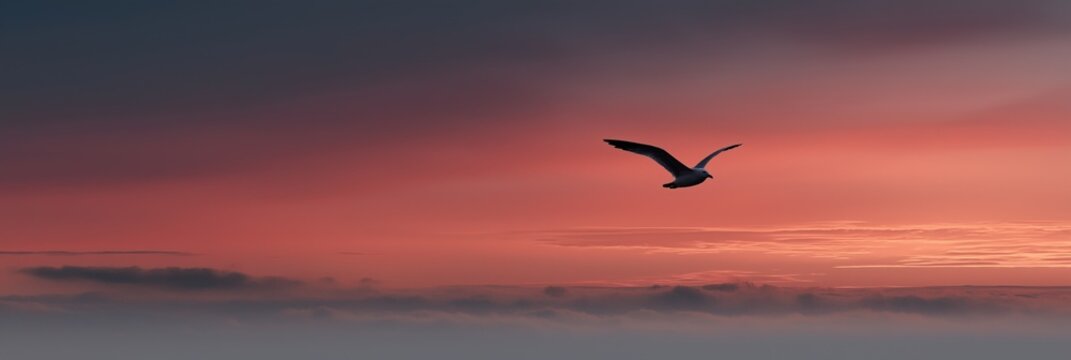 Silhouette of seagull soaring in vibrant sunset sky over ocean horizon