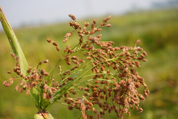 Macro closeup of wild brown grass plant in field