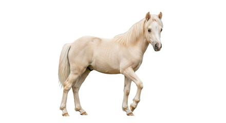 Isolated palomino horse walking, light-colored horse with blond mane and tail in motion