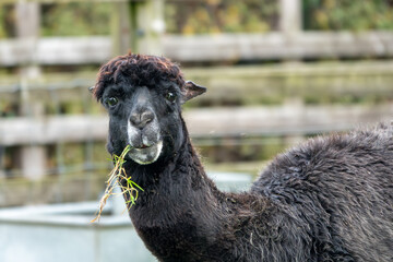 Naklejka premium close up of a cute alpaca with a black and white face eating grass