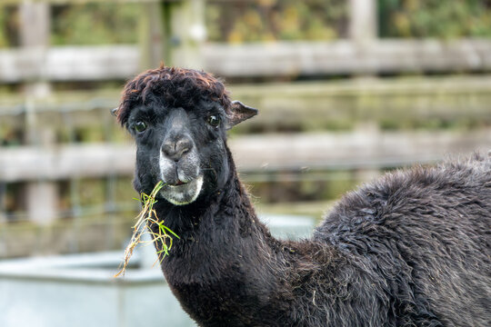 close up of a cute alpaca with a black and white face eating grass