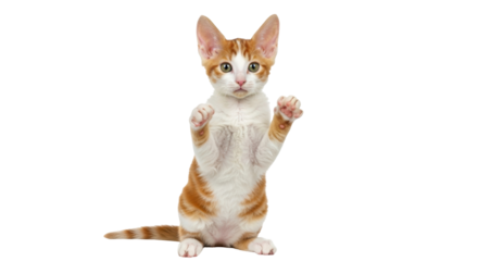 Isolated friendly playful ginger kitten raising its paws to play with someone or something