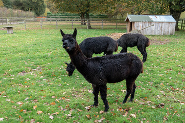 Naklejka premium close up portrait of a pretty black alpaca pulling a funny face