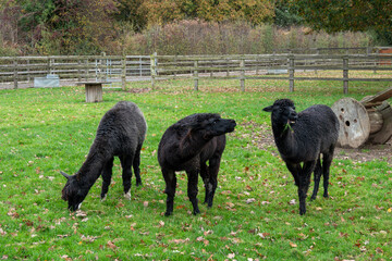 Naklejka premium portrait of three cute black alpacas