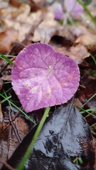 autumn leaves in the rain