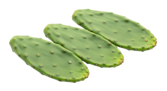 Isolated Prickly Pear cactus pads, harvested nopal vegetable on a clean surface for culinary use